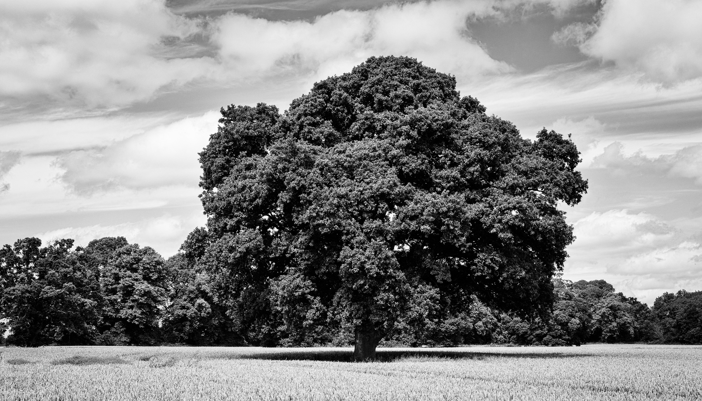 Oak tree, Castletown House